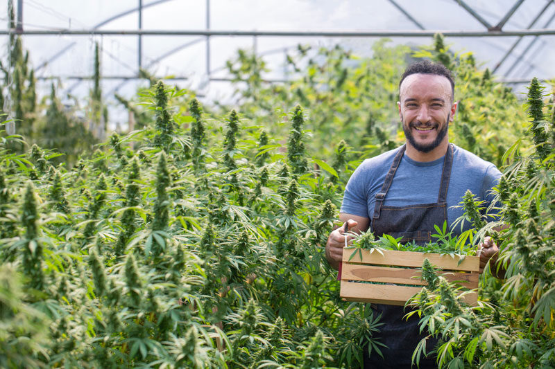 cannabis farm